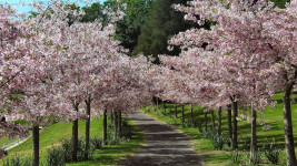 alej třešně cherry